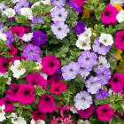 10 Plants For Beautiful Hanging Baskets