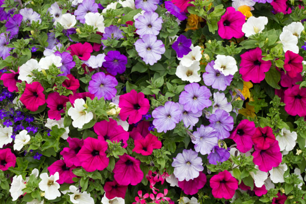 the best flowers for hanging baskets www.thekusilife.com