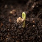 Faith- Plant the Seed and Watch it Grow
